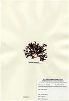 藏品(硬盾果藻)的圖片
